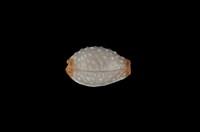 藏品(鯊皮寶螺)的圖片